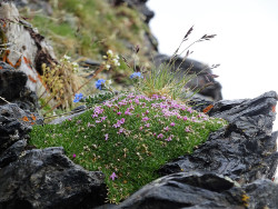  Magnifique silene acaule